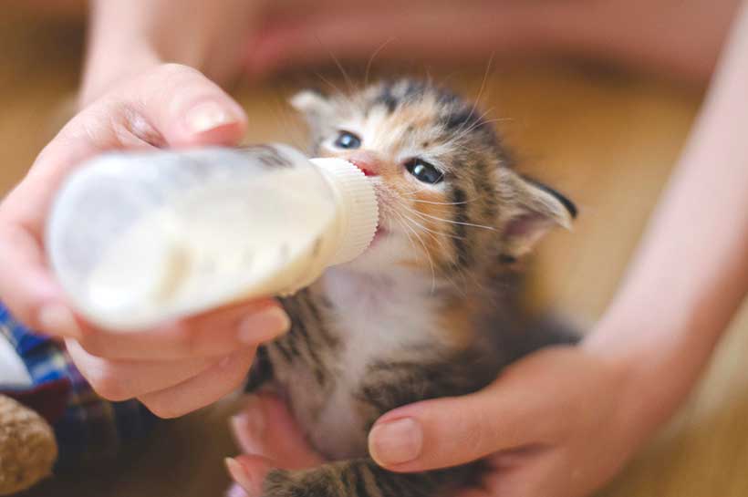 Kitten trinkt aus der Flasche. Kitten trinkt aus der Flasche.