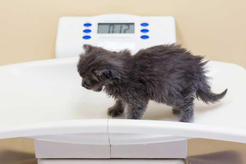 Graues Kitten auf Waage Graues Kitten auf Waage