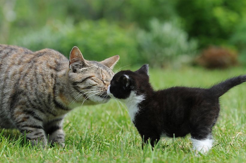 Eine erwachsene getigerte Katze und ein schwarz-weißes Kätzchen beschnuppern sich. Die beiden Katzen sind auf einer Wiese.