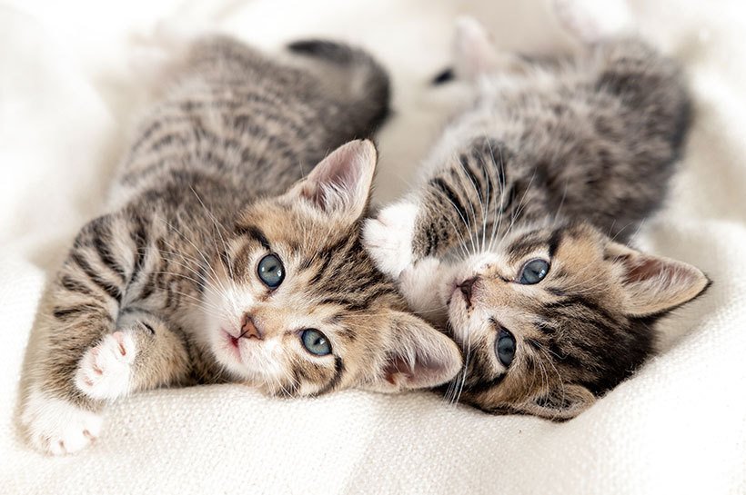 Katzenbabys beim Kuscheln 