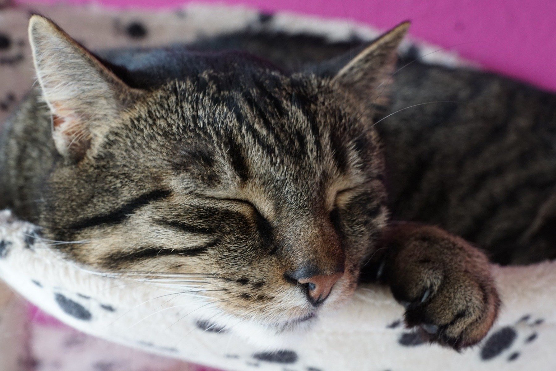 Getigerte Katze schläft