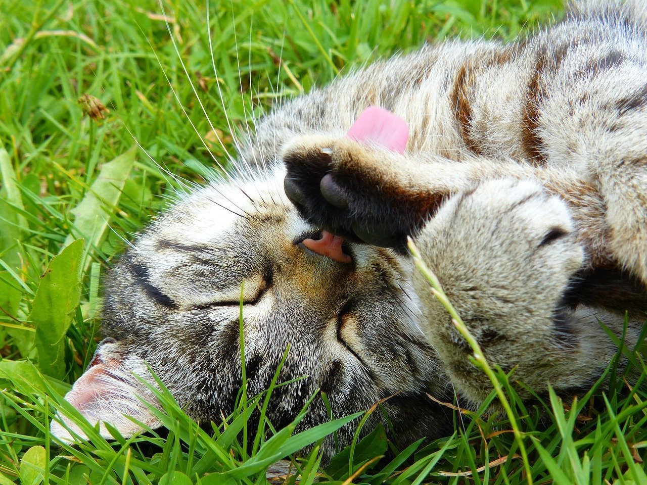 Getigerte Katze liegt auf dem Rücken im Gras und putzt sich