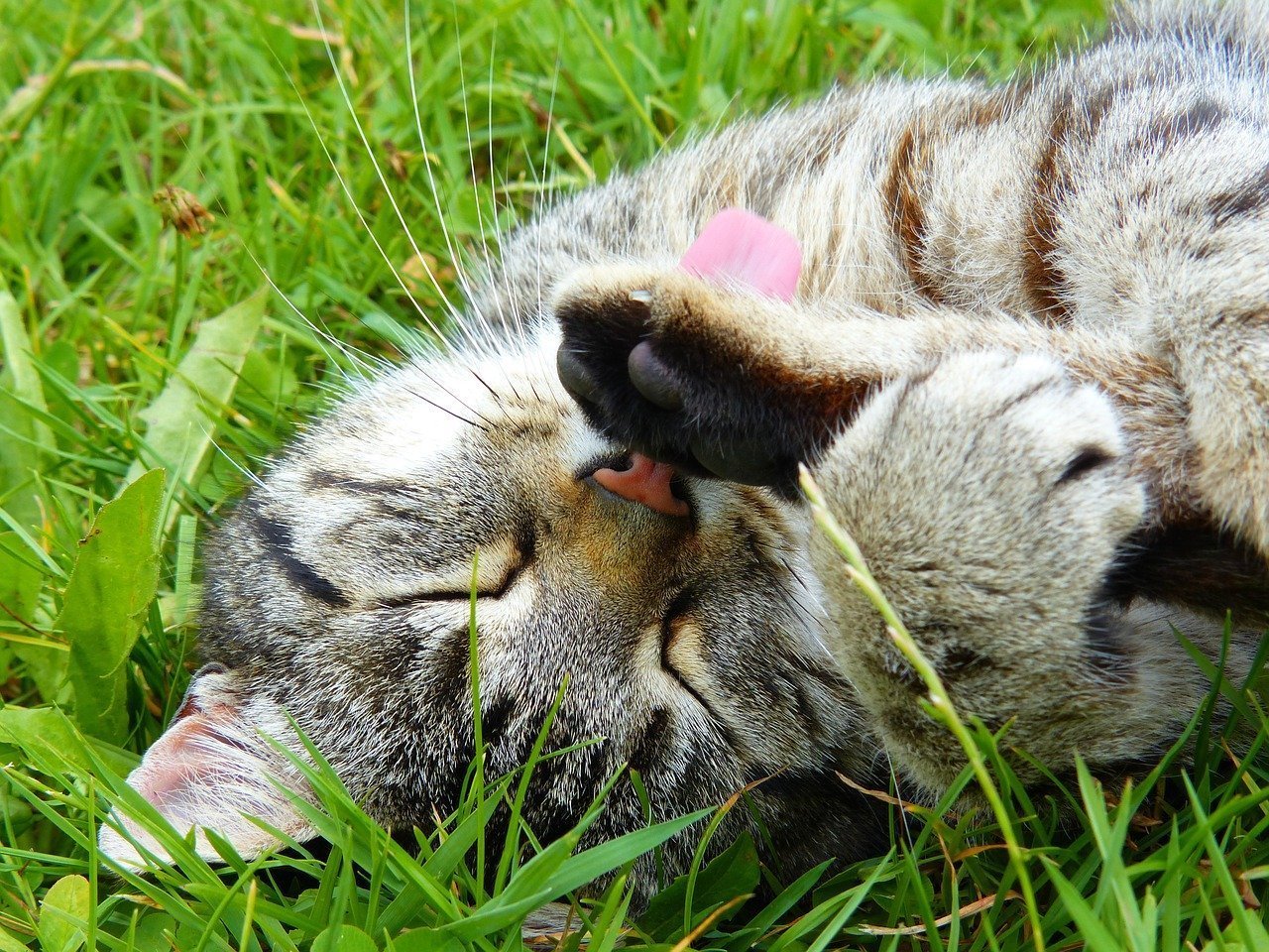 Katze Krallen schneiden ✓ Gründe, Zeitpunkt, Vorgehensweise