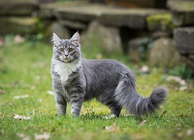 Grau getigertes plüschiges Katzenkind 