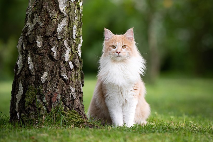 Katzengesicht mit grünen Augen