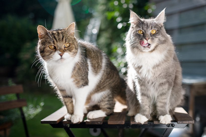 Eine Maine Coon und eine andere Katze liegen gemeinsam im Korb