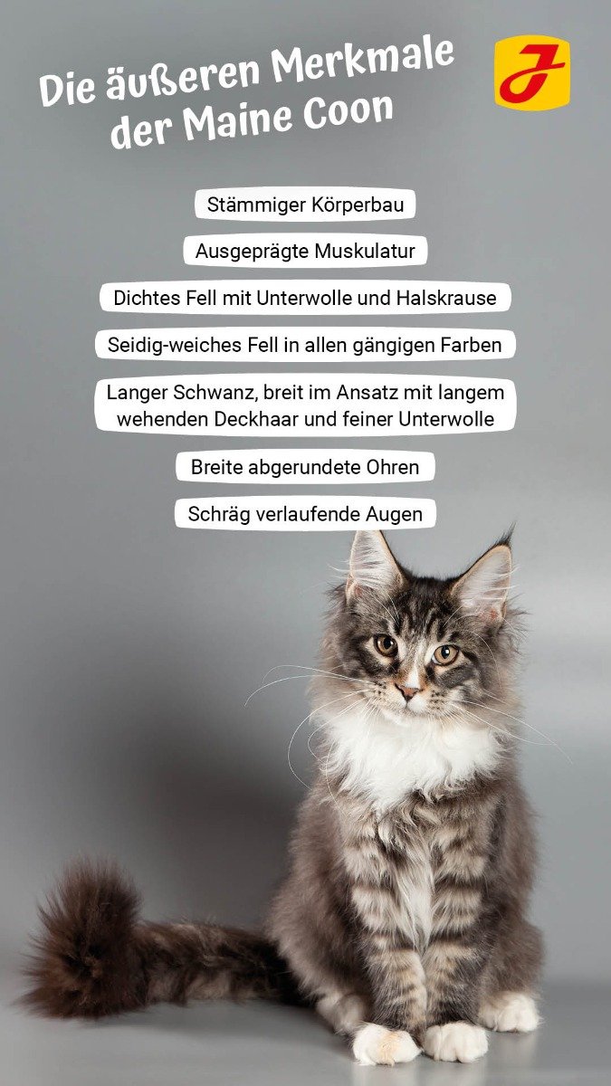 Maine Coon Katze Eigenschaften
