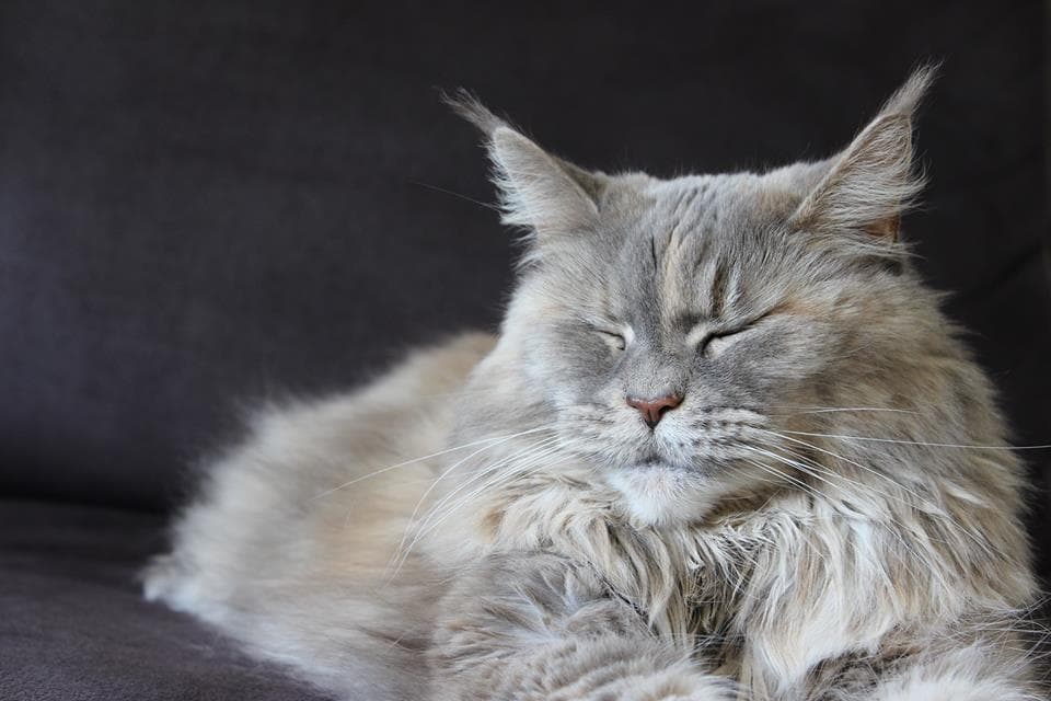 Maine Coon Ernährung Erziehung Haltung Pflege