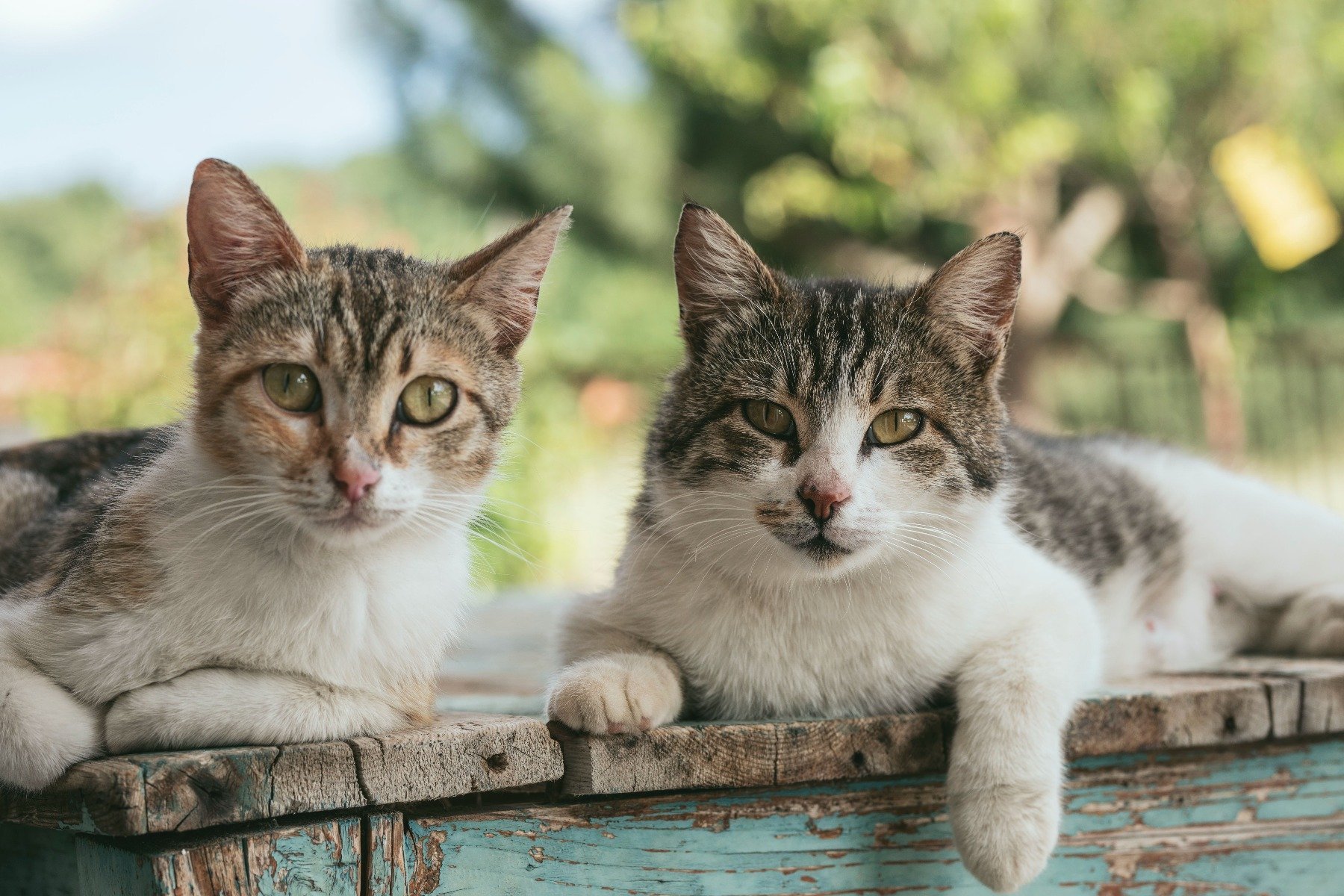 Zwei Katzen liegen nebeneinander