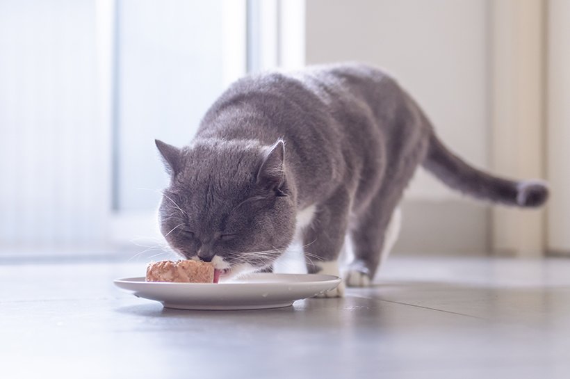 Katze schleckt genüsslich Nassfutter aus einem Teller