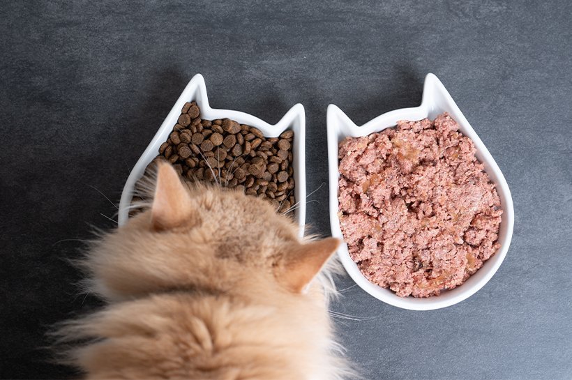 Katze sitzt vor einem Katzennapf mit Trockenfutter und einem Katzennapf gefüllt mit Katzennassfutter