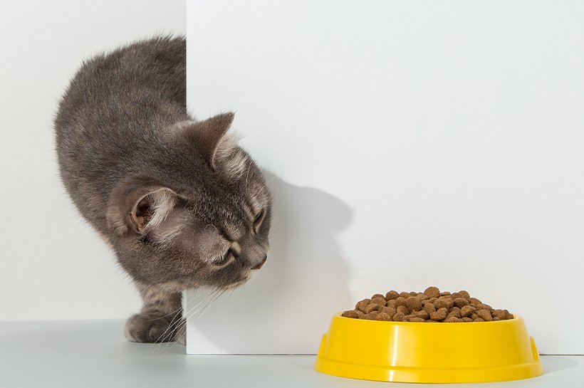 Katze schaut auf einen vollen Futternapf mit Katzentrockenfutter