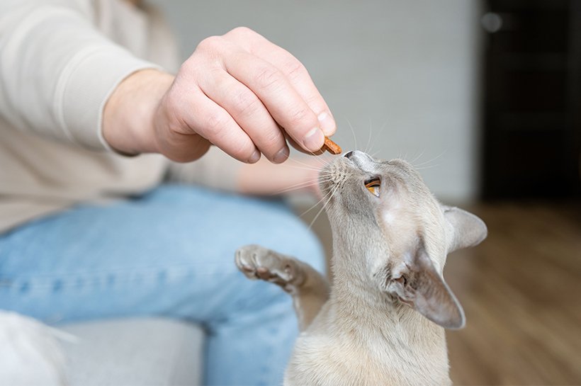 Katze bekommt einen Snack aus der Hand des Katzenhalters gefüttert