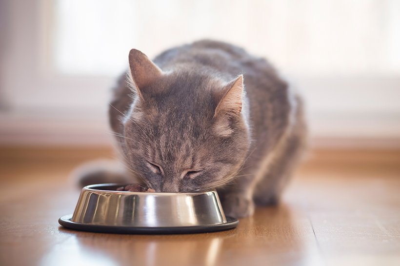 Katze frisst Nassfutter aus einem silbernen Futternapf