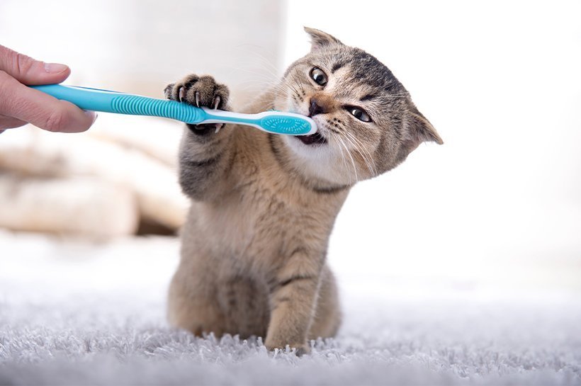 Junge Katze bekommt mit einer blauen Zahnbürste die Zähne geputzt.
