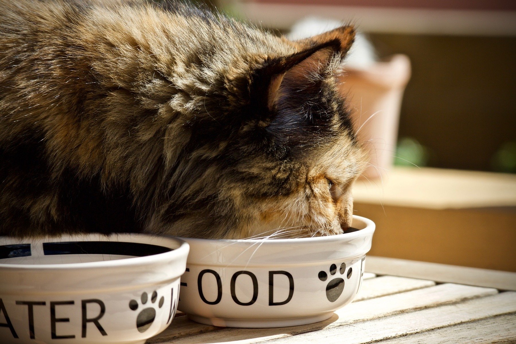 Katze frisst Katzenfutter aus Futternapf