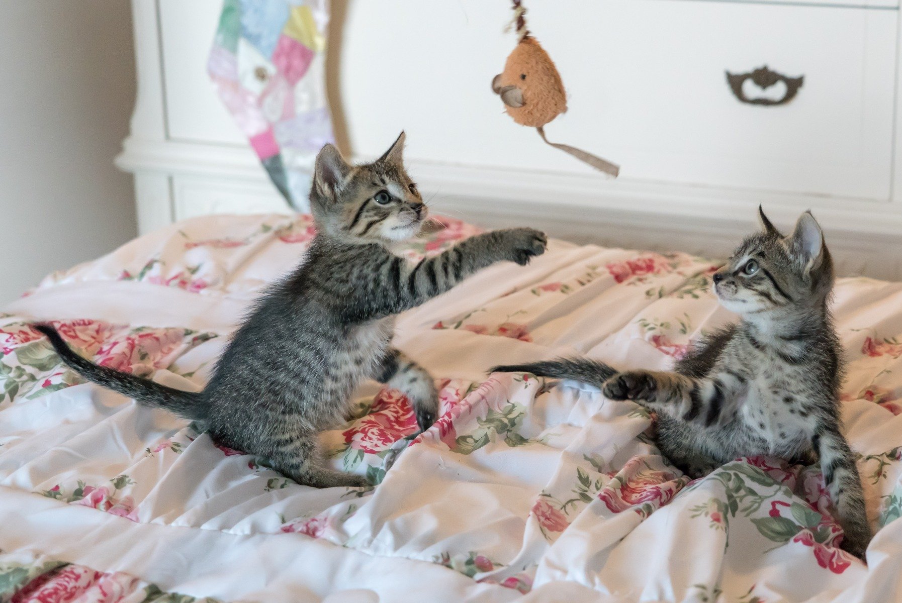 Katzen spielen mit nachhaltigem Katzenspielzeug