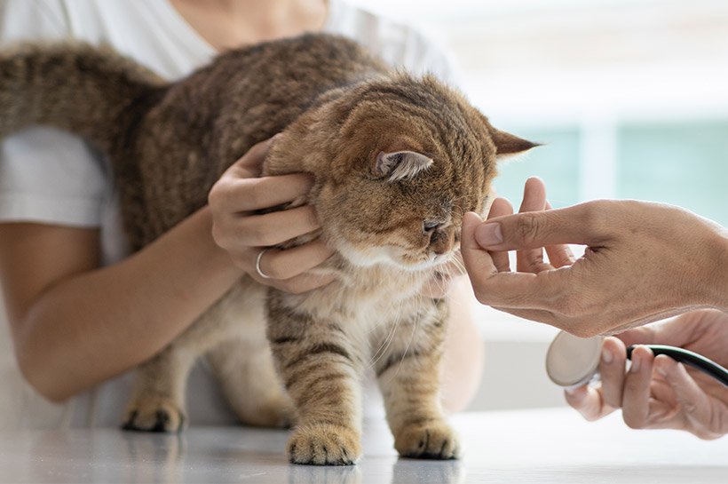 Rot getigerte Katze liegt auf einem Behandlungstisch, wird von zwei Händen gestreichelt, während zwei weitere Hände eine Spritze halten.