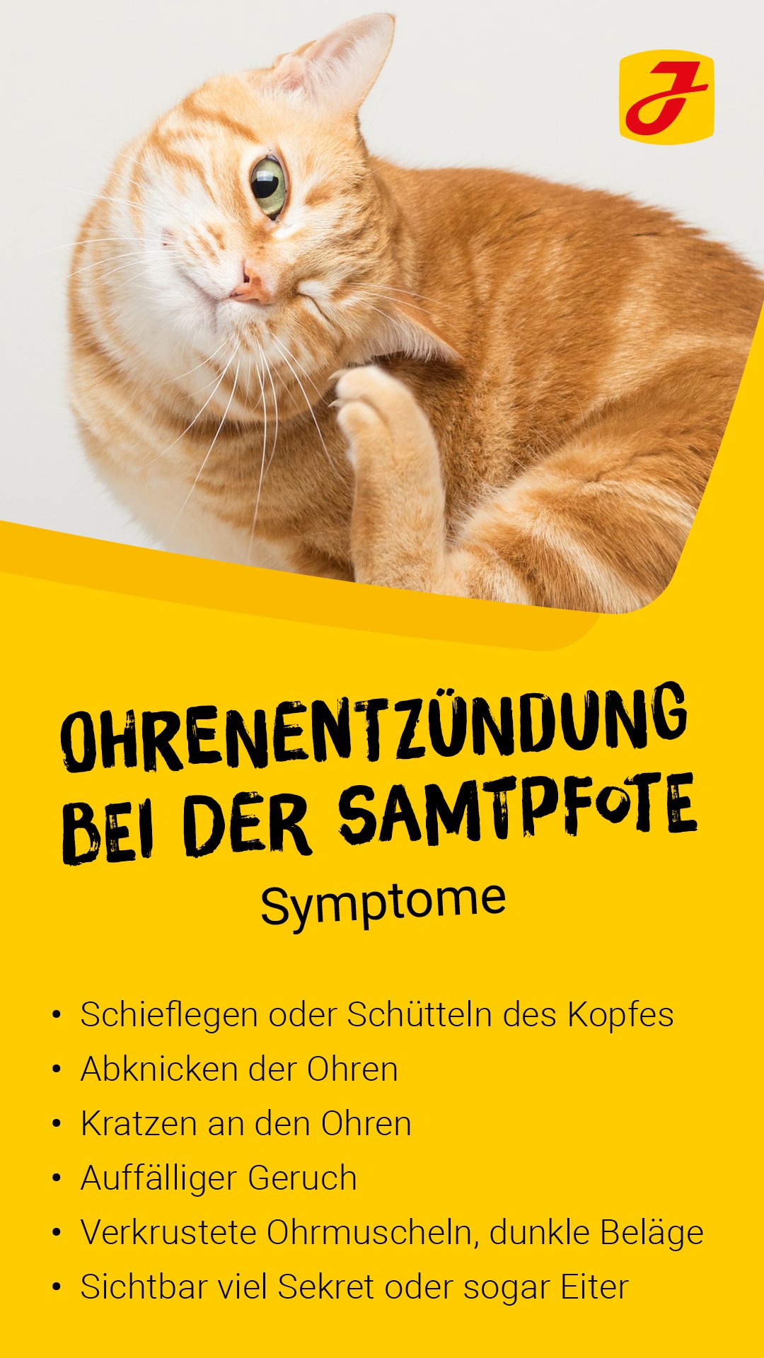 Katze Kratzt Sich Ständig Im Ohr