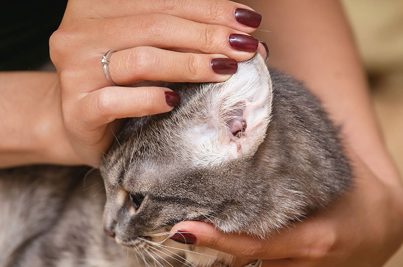 Frau prüft das Ohr einer grauen getigerten Katze