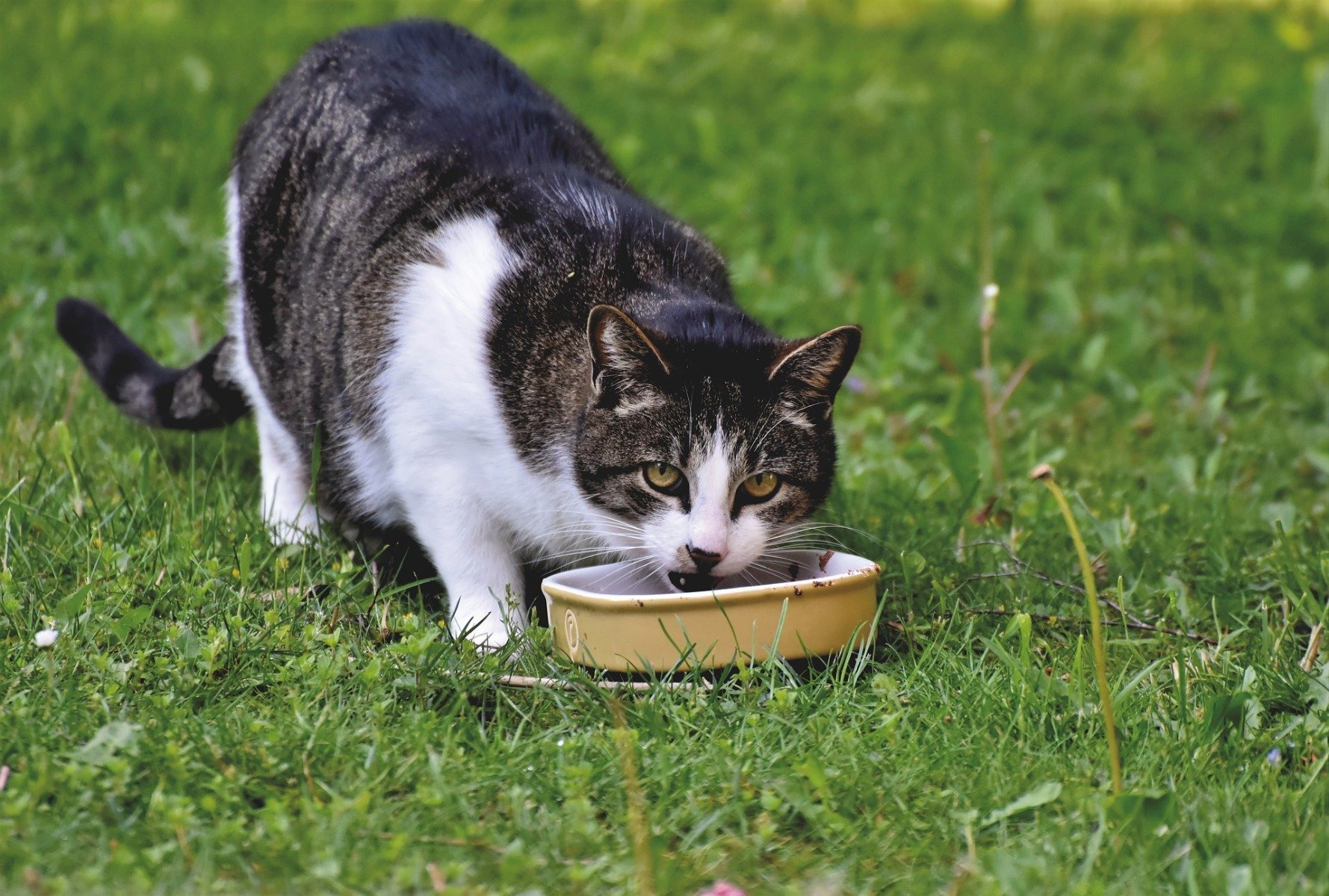 Grauweißer Kater auf dem Rasen frisst