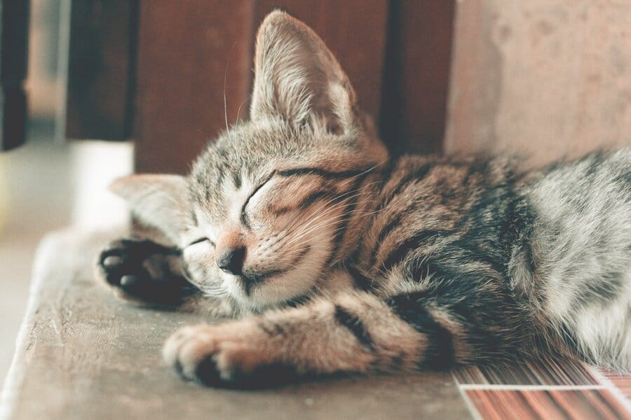 Schlafendes getigertes Katzenbaby