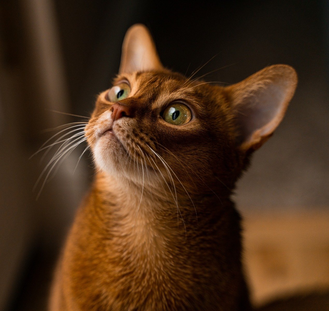Abessinier Katze schaut neugierig nach oben