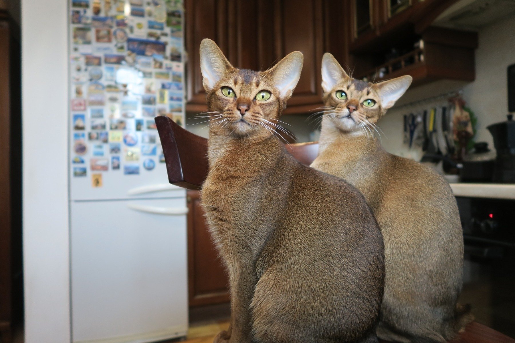 Zwei sitzende Abessinier Katzen 