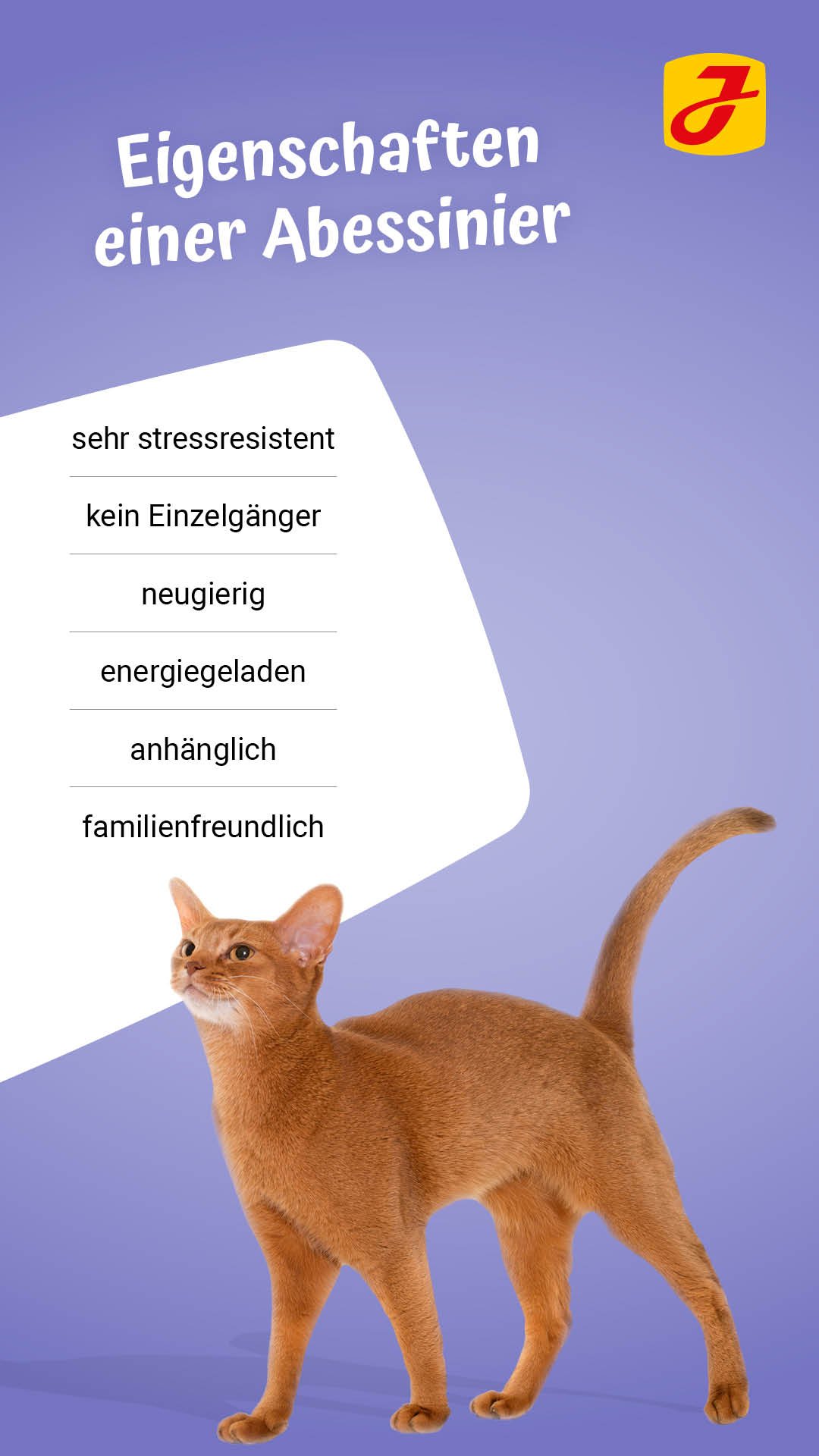 Abyssinian katze Auto Sonnenschutz, Abyssinian katze