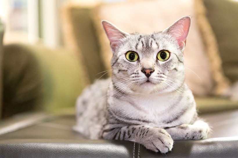 Egyptian Mau liegt auf Couch