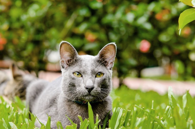 Korat liegt im Gras