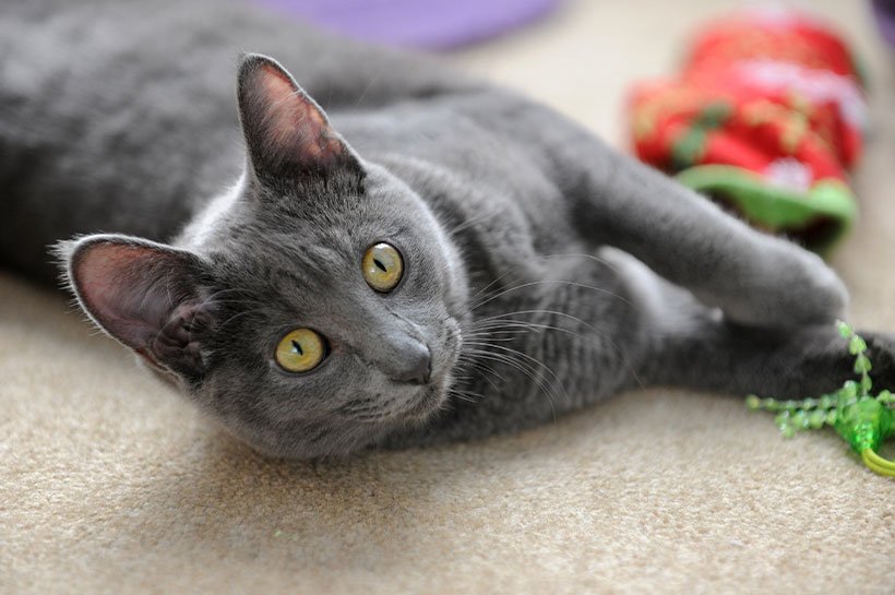 Korat Katze liegt spielend auf dem Boden