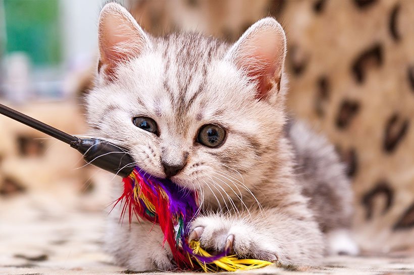 Eine junge graue Katze kauf auf buntem Katzenspielzeug herum  