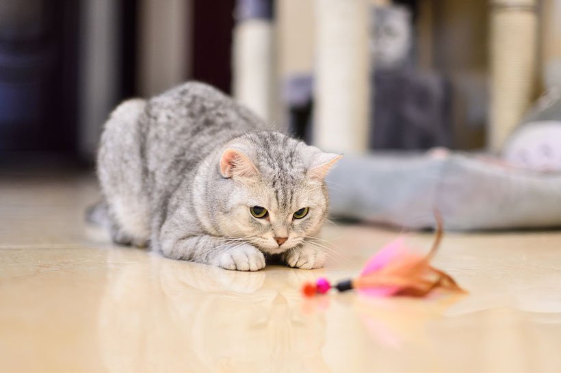 Eine grauweiße Katze liegt auf dem Boden und spielt mit einem bunten Spielzeug 