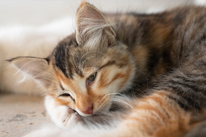 Dreifarbige Katze liegt zusammengerollt auf dem Boden.