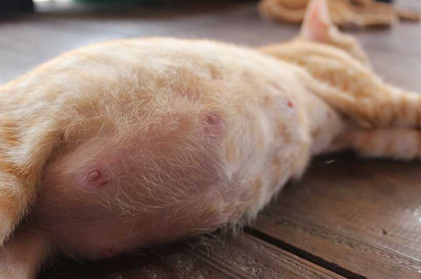 Rot getigerte, trächtige Katze legt sich auf die Seite mit erhobenem Kopf.