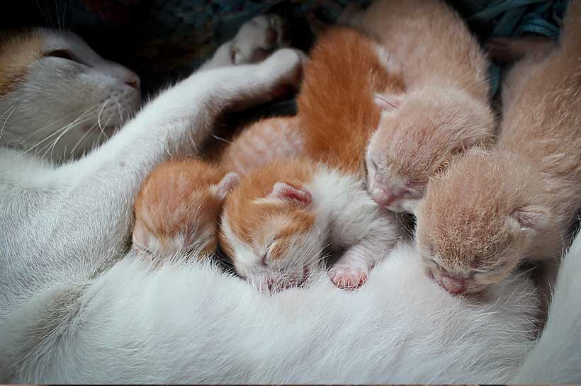 Katzenbabys saugen an den Zitzen ihrer Mama.