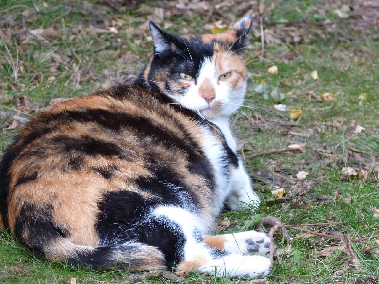 Wann Kann Katze Trächtig Werden