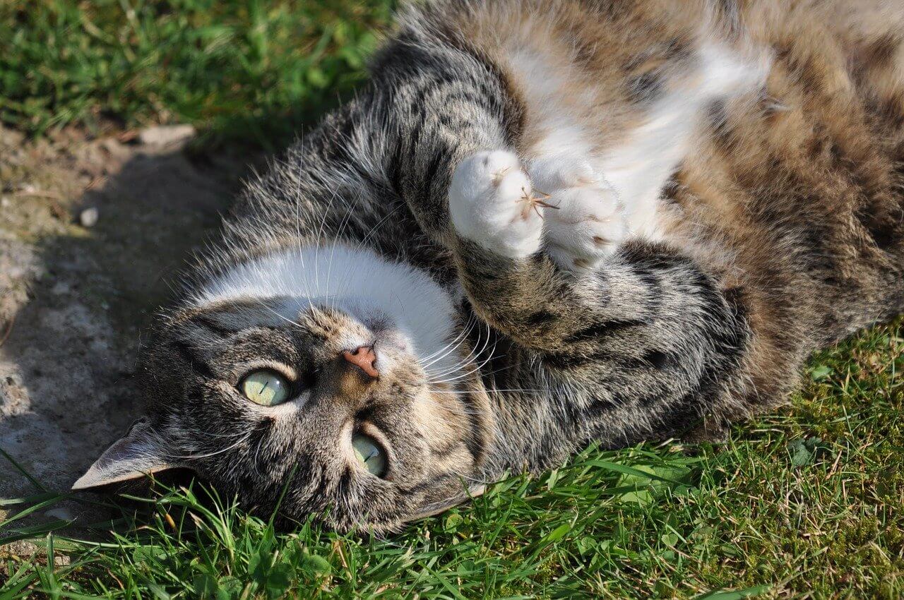 Katze liegend auf dem Rücken