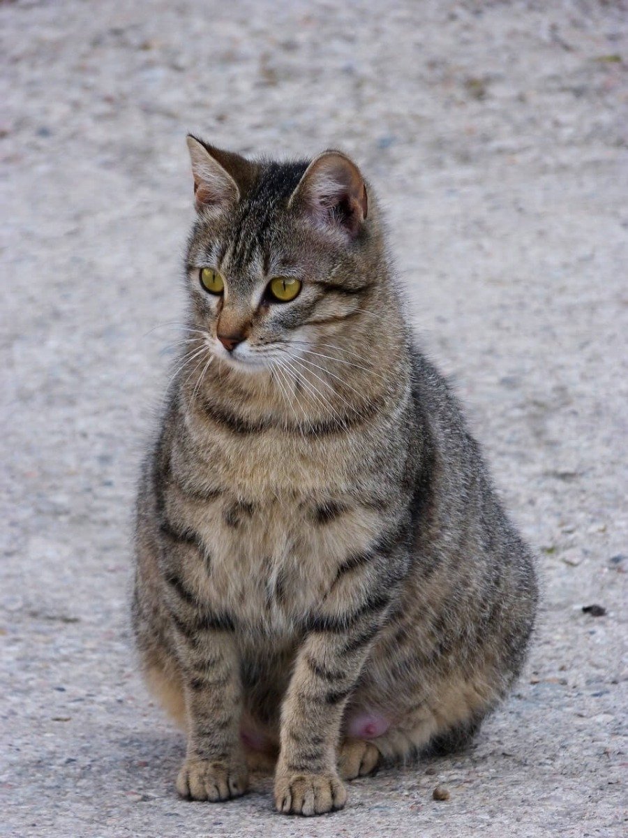 Trächtige Katze sitzt 