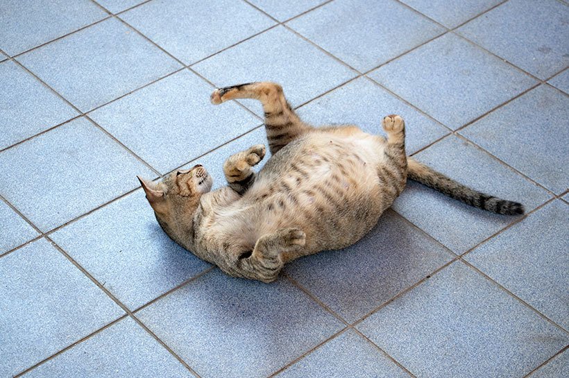 Eine trächtige Katze liegt auf dem Rücken auf einem Kachelboden