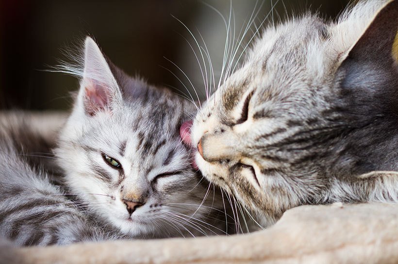 Eine Katzenmutter leckt ihrem Kätzchen den Kopf