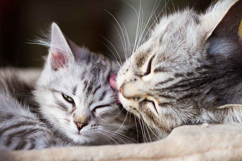 Anzeichen Einer Schwangeren Katze