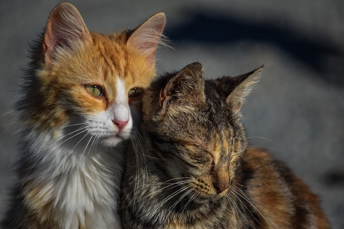 Rotweiße und grau getigerte Katze in engem Körperkontakt