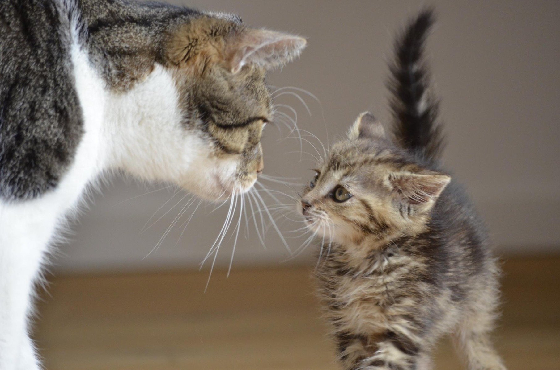 Katzenmutter mit Jungtier in einer Wohnung