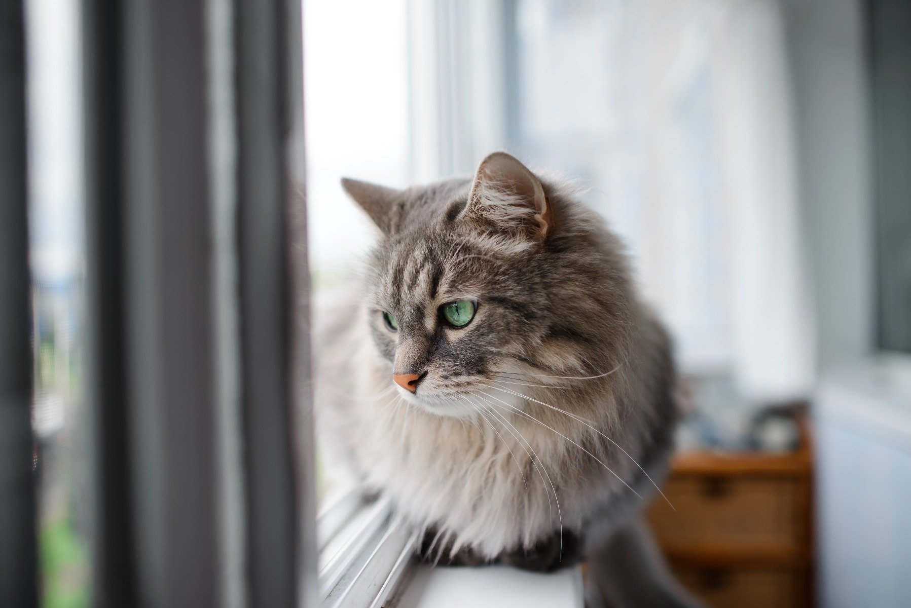 Graue getigerte Katze schaut melancholisch aus dem Fenster
