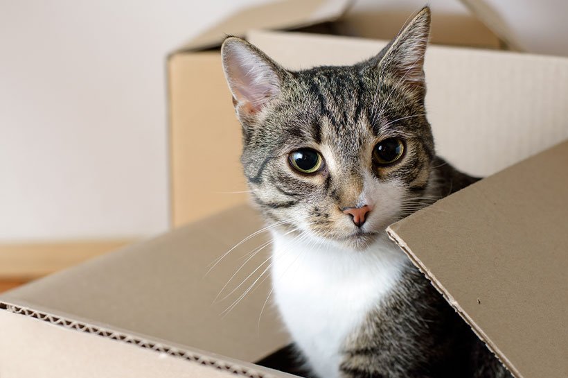 Katze sitzt in Karton