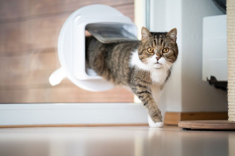 Wie Lange Katzen Drinnen Lassen Nach Umzug