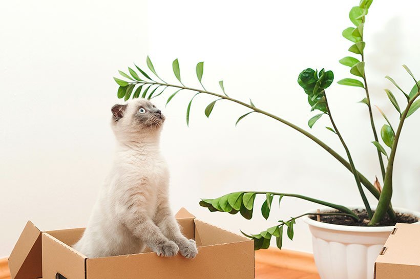 Katze steht mit Hinterbeinen in einem Karton und mit Vorderbeinen auf dem Kartonrand um nach oben zu schauen