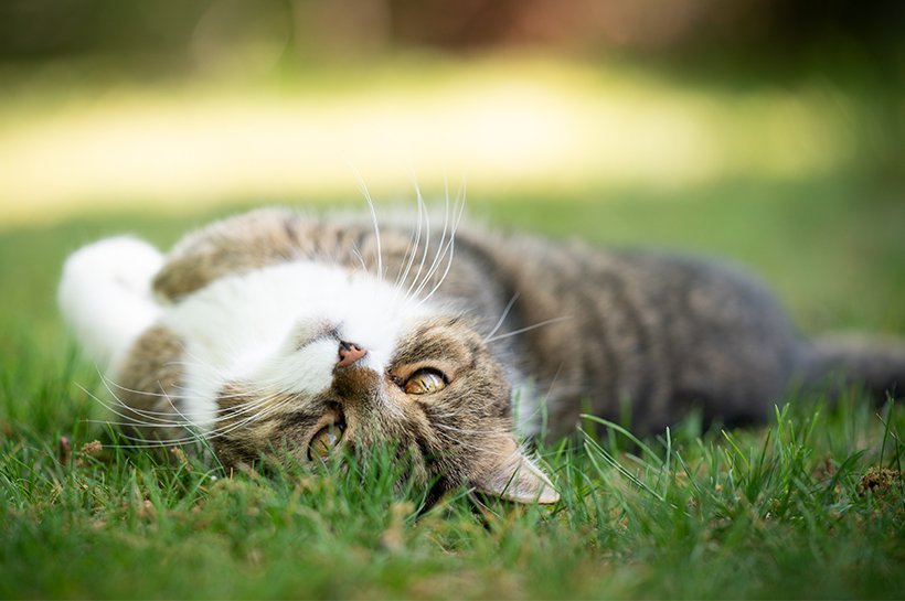 Katze entspannt sich auf dem Rücken liegend auf einer Wiese